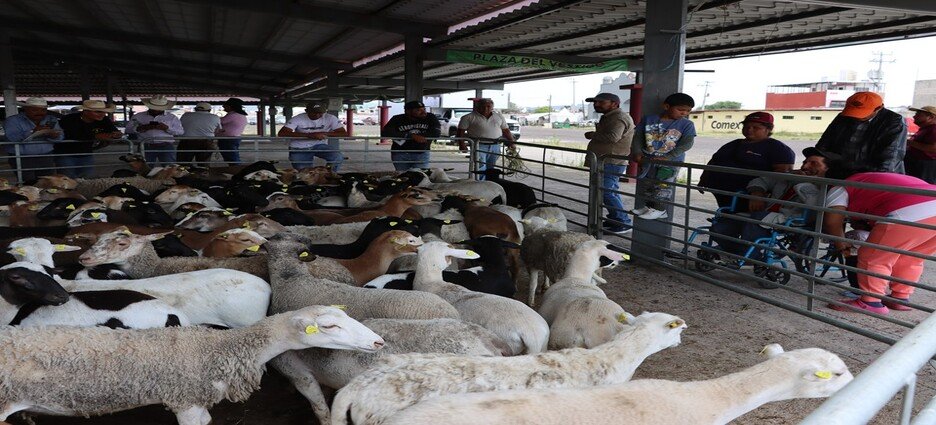Hidalgo se posiciona como líder nacional en producción de lana de ovino